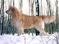  в лесу.webp