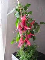 fucshia Frozen Tears.webp