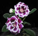 EC-Flirt.webp