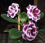 EC-Flirt-3.webp