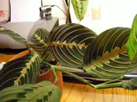 DSCF7669.webp