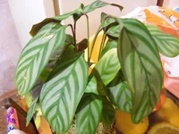 DSCF7679.webp