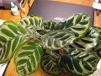 DSCF7683.webp