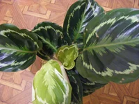 DSCF7693.webp