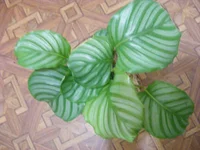 DSCF7695.webp