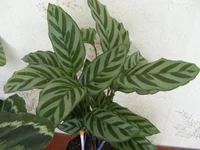 DSCF7705.webp