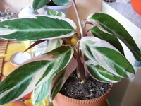 DSCF7747.webp