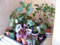 DSCF7787.webp