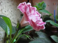 .webp