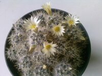 Mammillaria prolifera v. haitiensis.jpg