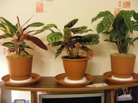 DSCF7700.webp