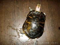 PICT0004.webp
