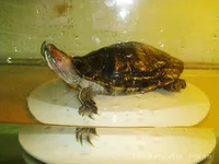 PICT0020.webp