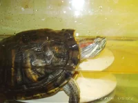 PICT0033.webp
