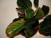 DSC04180.webp