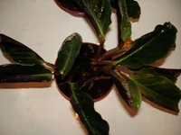 DSC04181.webp