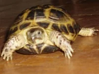 Dusya`06.JPG