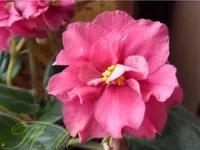 -Бабье лето1.webp