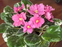 Kate'z rendezvous5.webp