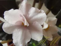 Rainbow`s Quist Riot. sport6.webp