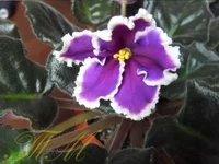 -Дыхание грозы.webp