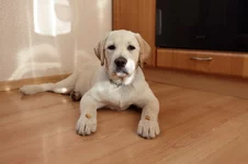  так мы выполняем команду ждать.webp