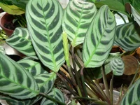 Calathea rufibarba.webp
