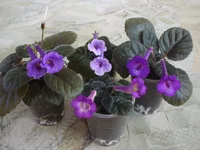 05.webp