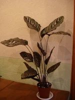 DSC04192.webp
