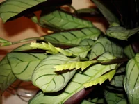 DSC04104.webp