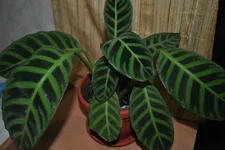 DSC_0086.webp