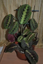 DSC_0088.webp