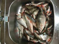 Fish.webp