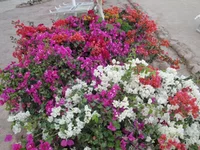 .webp