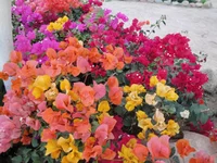 .webp