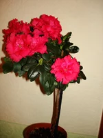 DSC03554.jpg