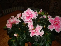 DSC03624.jpg