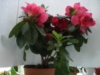 DSC03876.jpg