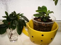 DSC03558.jpg
