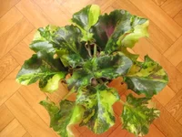 -Зимнее солнце_9862.webp