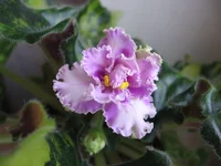 -Зимнее солнце_0048.webp