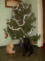 000.webp