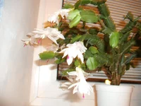 DSCF8029.jpg