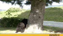 %D0%B8%D0%B2%D0%BD%D0%BE%D1%81%D1%82%D1%8C-1061342.gif