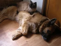 cat-dog1.webp