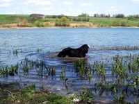 poul1.webp
