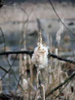 DSCF0985.JPG