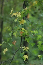 DSC_2301.webp