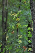 DSC_2298.webp