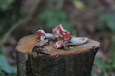 DSC_2321.webp